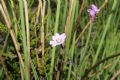 Epilobium palustre